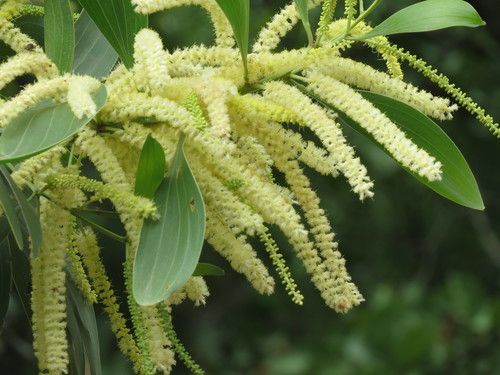 Acacia Mangium Plant