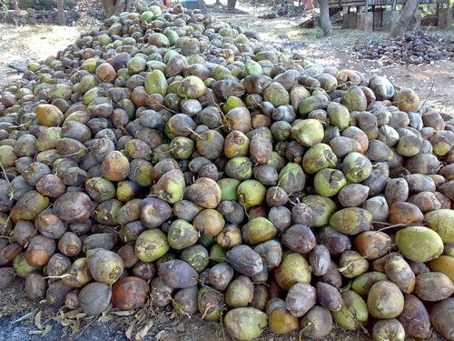 Fresh Coconut