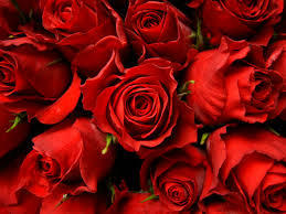 Red Rose - Fresh Blooming Flowers | Captivating Aroma, Long Shelf Life, Happiness Inducing Arrangement