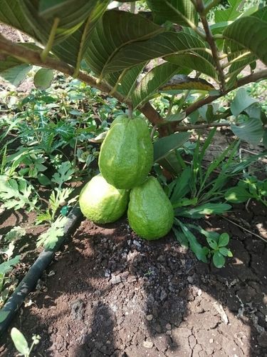 Hy Thai Guava Fruits Plant
