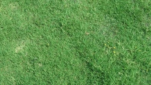 Natural Green Lawn Grass