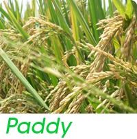 Paddy Rice