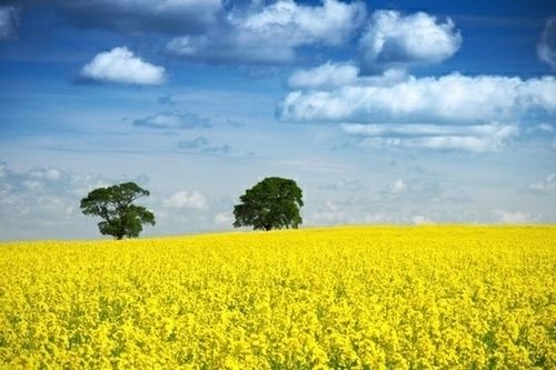 Agricultural Veed Land