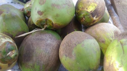 Water Coconut For Drinking