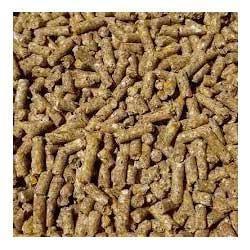 Cattle Feed