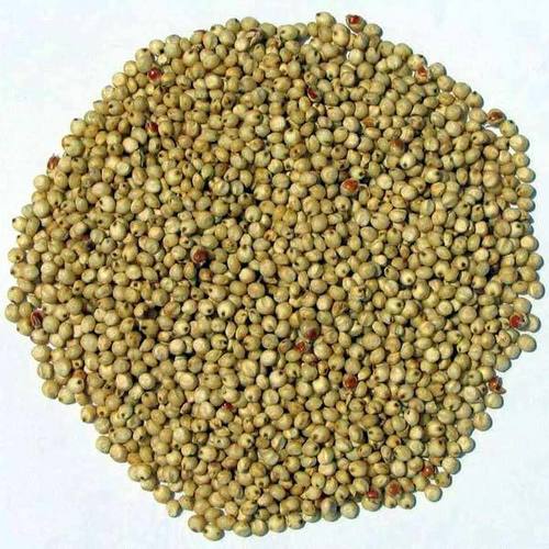 Bajra Seed