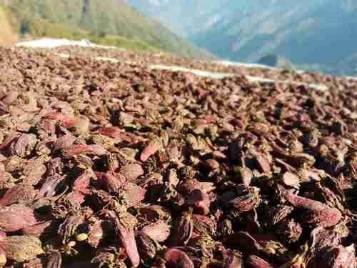 Black Cardamom - Premium Quality, Rich Aroma & Flavor | Ideal for Culinary Uses, Natural Spice অ