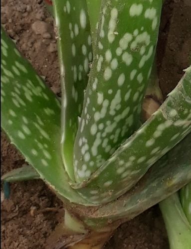 Aloe Vera Plants