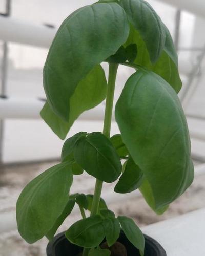 Basil Plants