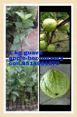 1 Kg Guava Plants