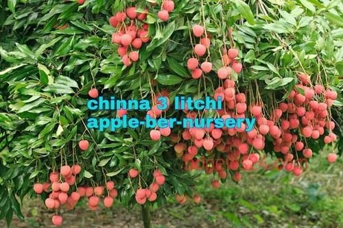 Chinna 3 Litchi Plants