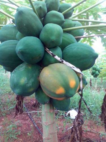 PAPAYA FRUIT