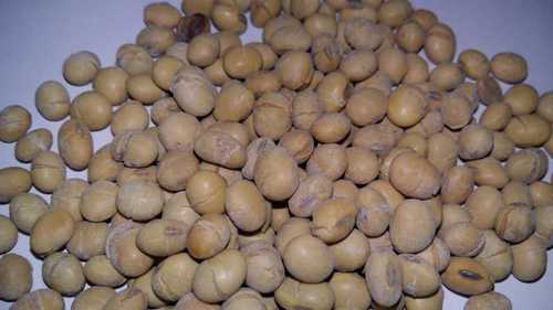 Roasted Soybean