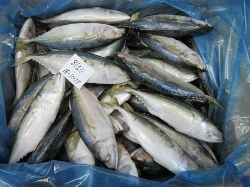 Frozen Indian mackerel fish