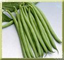 French Beans Seed