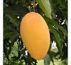 Amerapali Mango Plant