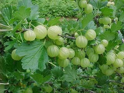 Amla Plants