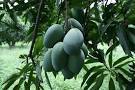 Arunika Mango Plant