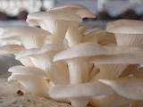 Fresh Oyster Mushroom