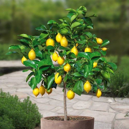 Lemon Plants