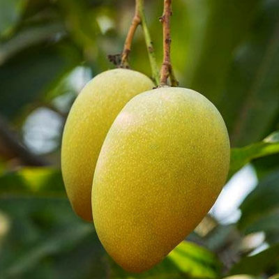 Mallika Mango Plant