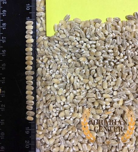 Pearl Barley