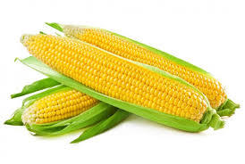 Yellow Corn