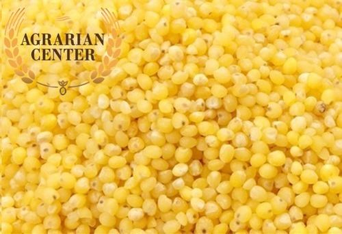 Yellow Millet