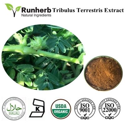 Tribulus Terrestris Extract 