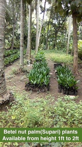 Betel Nut Palm Plants