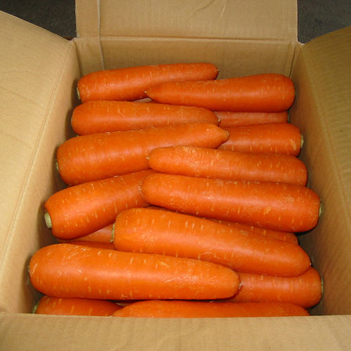 Fresh Carrots