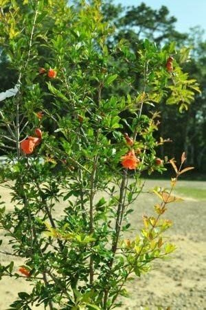 Pomegranate (Anar) Plants