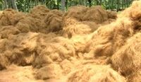 Coir Fibre