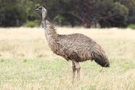 Emu Bird By shikhar emu farm