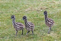 Emu Chicks