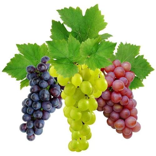 fresh grapes