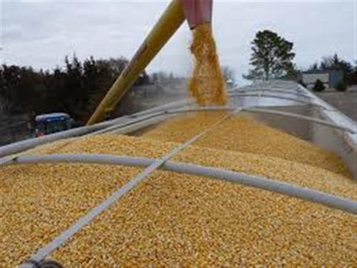 Brazil Corn Cob Girts By RSB TRADE