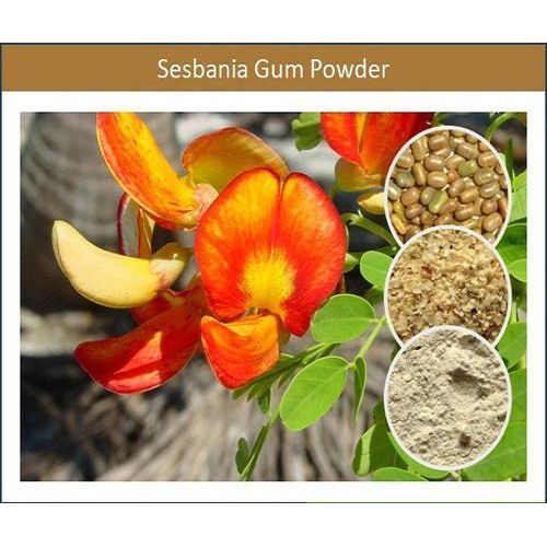 Fine Quality Fresh Sesbania Gum Powder