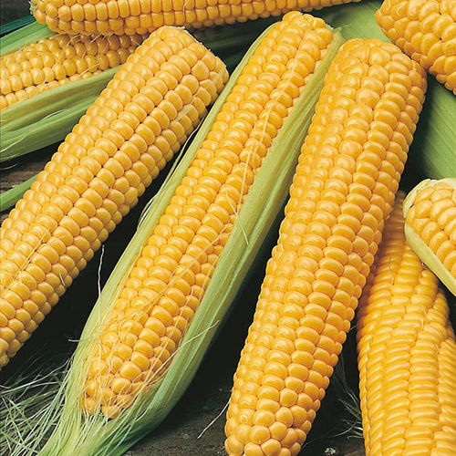 High Quality Sweet Corn