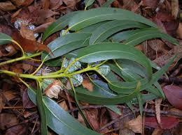 Eucalyptus Globulus Oil