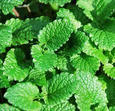 Mentha Arvensis Oil (Cornmint Oil)