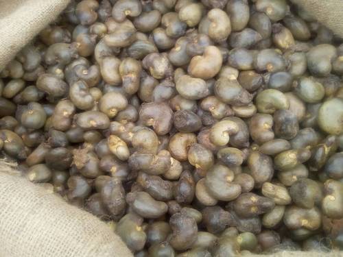 dried raw cashew nuts in shell