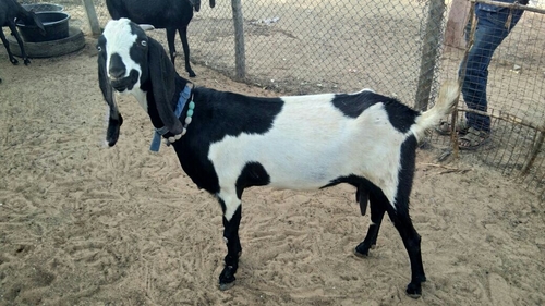 Female Beetal Goat