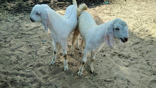 Female Sojat Goat