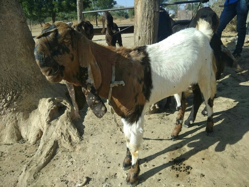 Female Totapuri Goat - Brown Color, Variable Weight and Age | Breed Specialty, High-Quality Meat