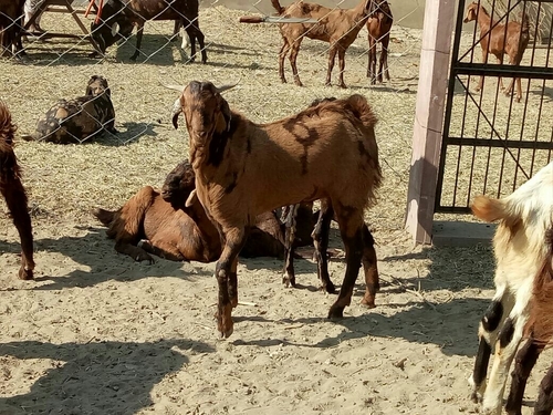 Male Sirohi Goat - Compact Medium Size, Brown | Hardy, Disease Resistant, High Milk Yield, Good Meat Quality