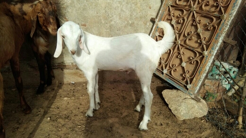 Male Sojat Goat