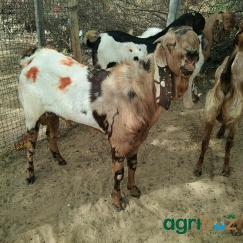 Male Totapuri Goat - Brown Color, Variable Age & Weight | Breed Specialty, Quality Meat