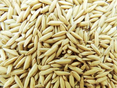 Paddy Seeds