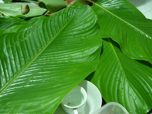 Natural Dong Leaf
